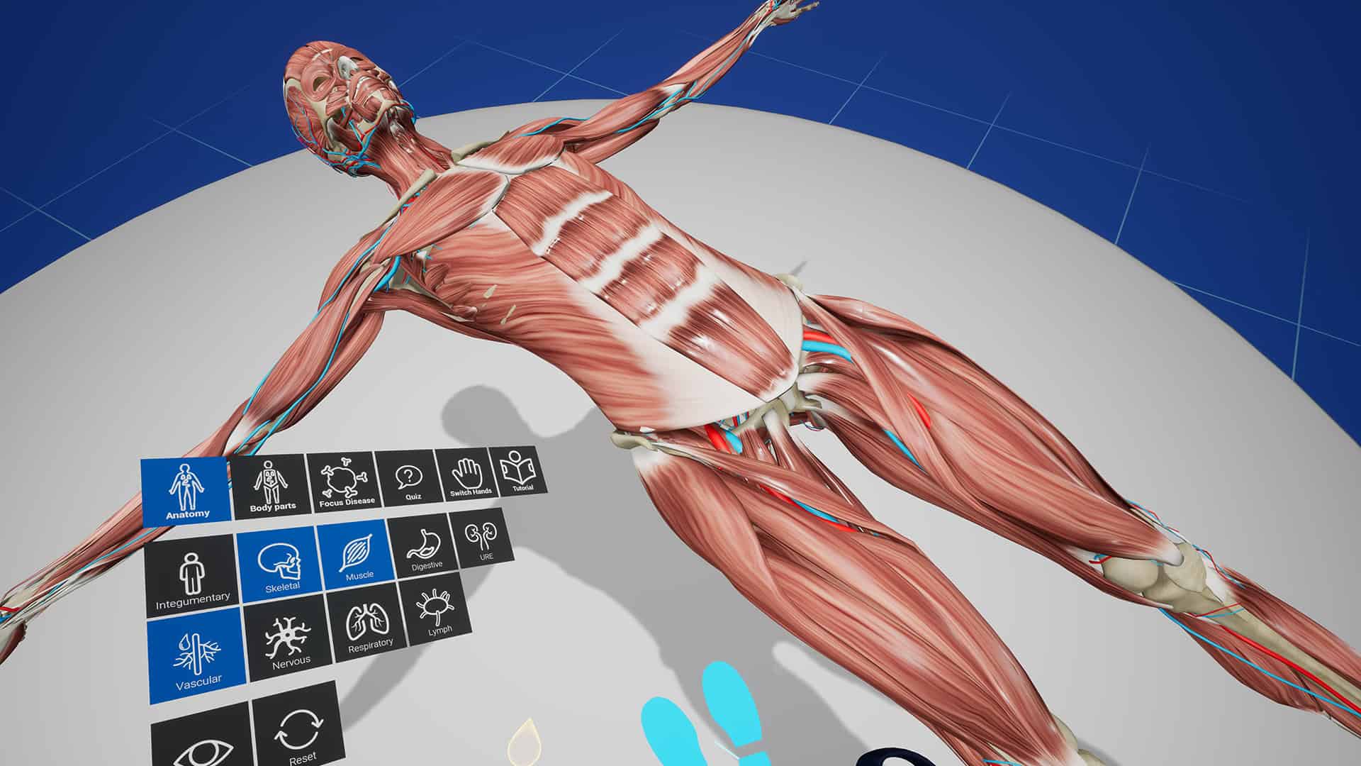 Nieuwe licentiemodel voor Anatomie VR Training. Een beeld van het anatomisch 3d model vanuit de Anatimie VR Training.